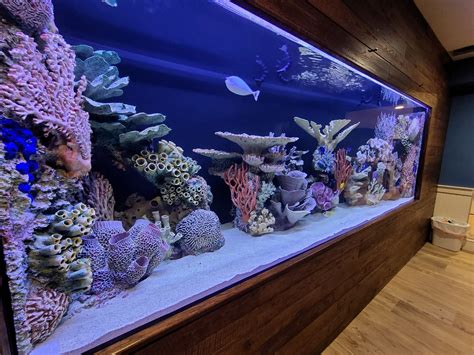 Fisquarium .